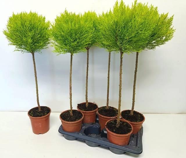 CUPR MA GOLDC VORMEN