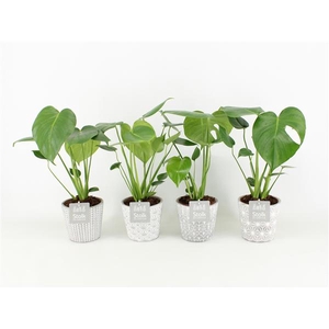 Monstera in Star Pot