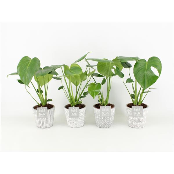 <h4>Monstera in Star Pot</h4>