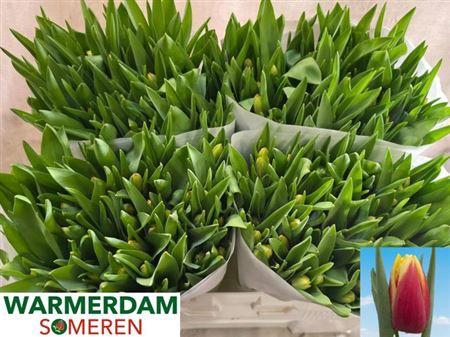 <h4>Tu En Leen Vd Mark</h4>