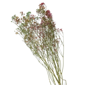 Dried flowers Gyps 70cm