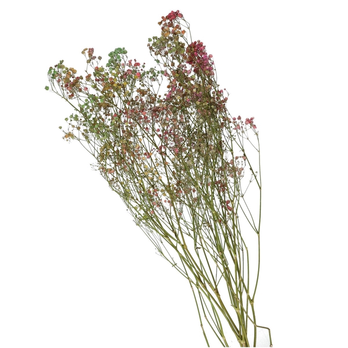 Dried flowers Gyps 70cm