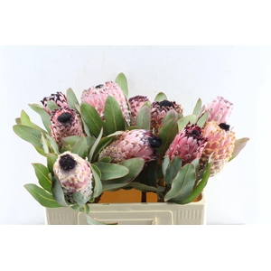 Protea Barbigera