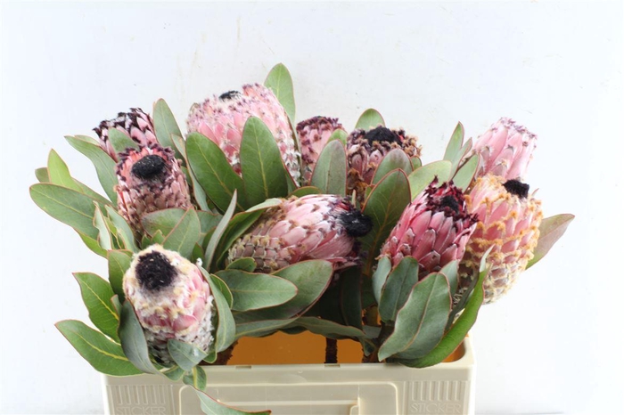 <h4>Protea Barbigera</h4>