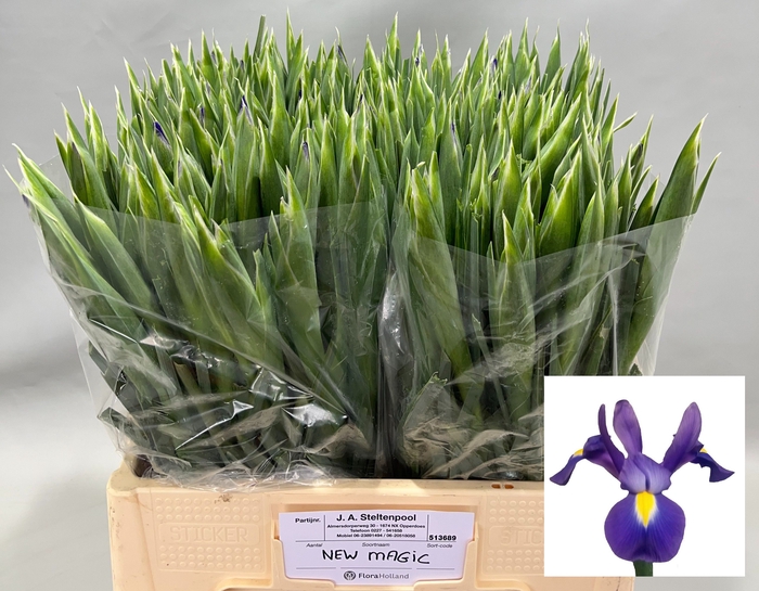 <h4>IRIS NEW MAGIC</h4>