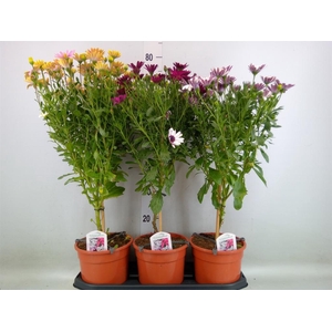 Osteospermum   ...mix
