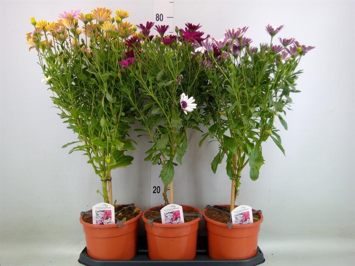 <h4>Osteospermum   ...mix</h4>
