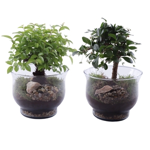 Bonsai Indoor Mix Ø12cm Ball Shape in Glass Tulip Vase Ø16cm