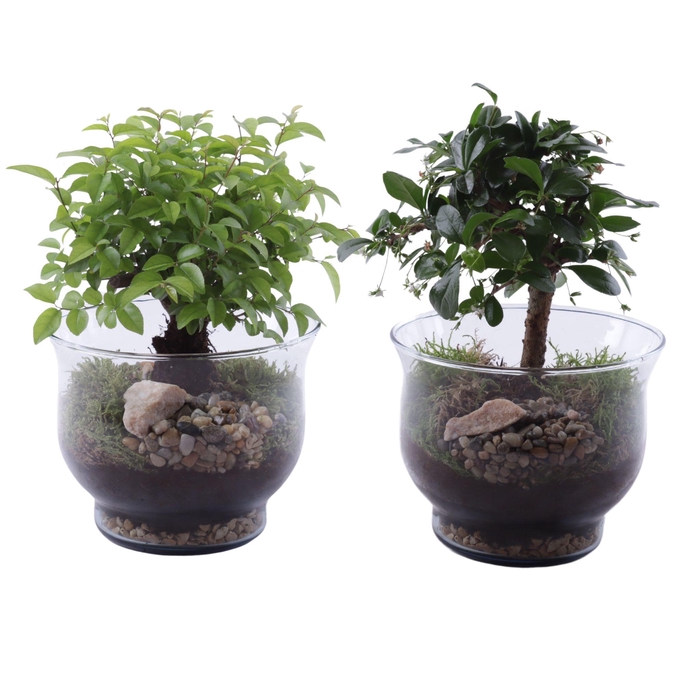 <h4>Bonsai Indoor Mix Ø12cm Ball Shape in Glass Tulip Vase Ø16cm</h4>