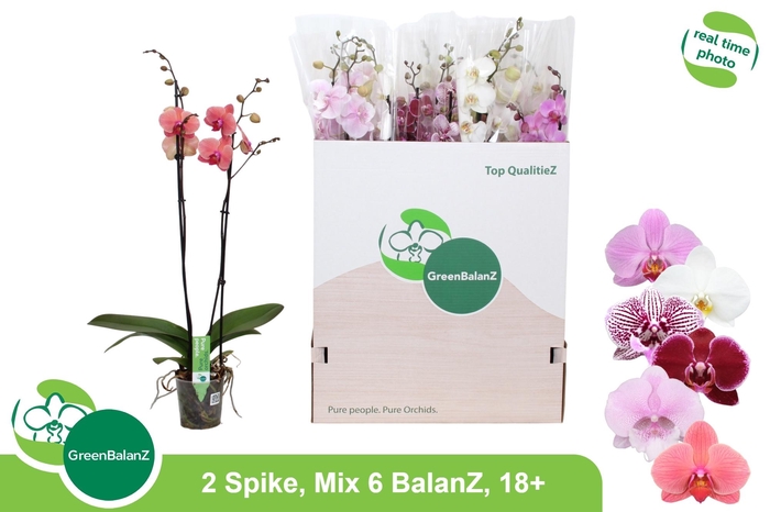 <h4>PHAL GEM 6 KL</h4>