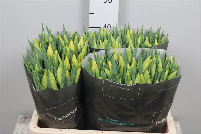 <h4>Tu En Strong Gold</h4>