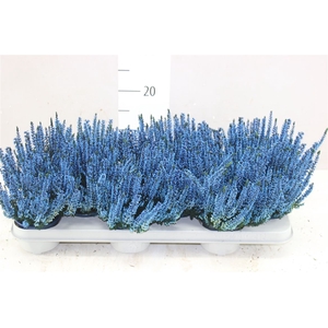Calluna Painted Blue