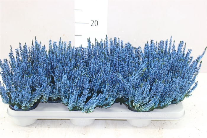 <h4>Calluna Painted Blue</h4>