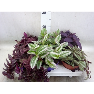 Tradescantia   ...mix