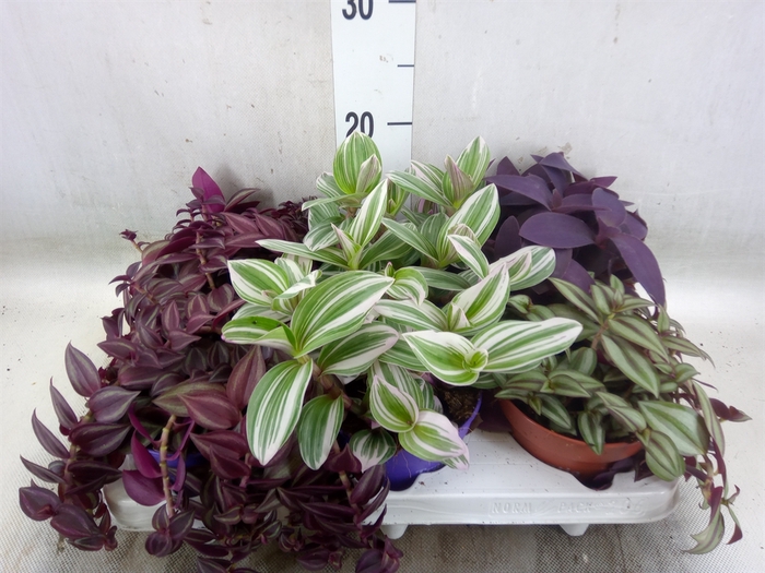 <h4>Tradescantia   ...mix</h4>