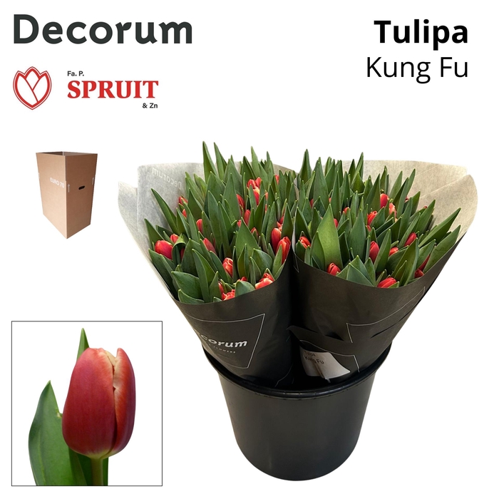 <h4>TU EN KUNG-FU Aqua Box 100</h4>