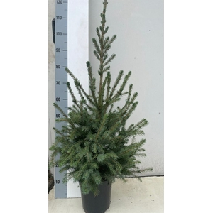 PICEA OMORIKA