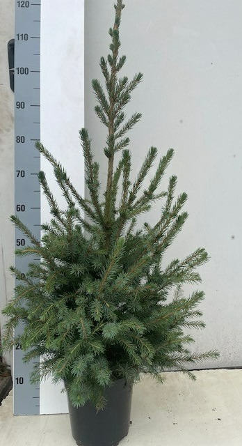 <h4>PICEA OMORIKA</h4>