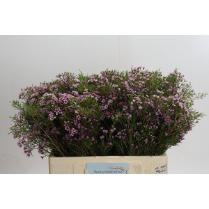 Chamelaucium Early Nir