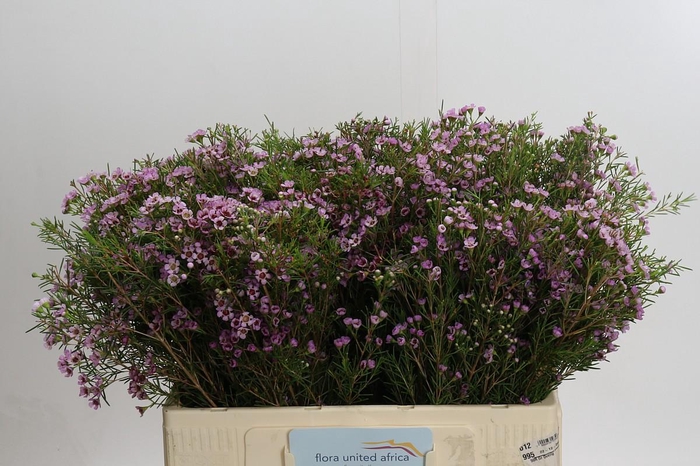 <h4>Chamelaucium Early Nir</h4>