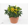 Capsicum yellow