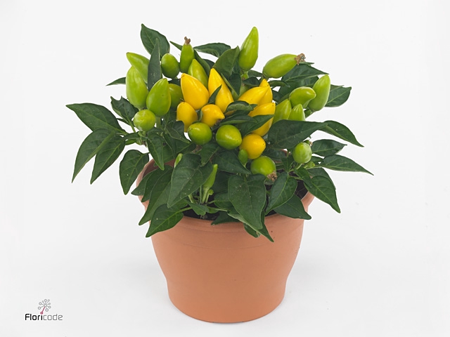 Capsicum yellow