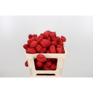 Ascl Moby Dick Kl Bh Rood