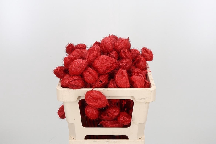 <h4>Ascl Moby Dick Kl Bh Rood</h4>