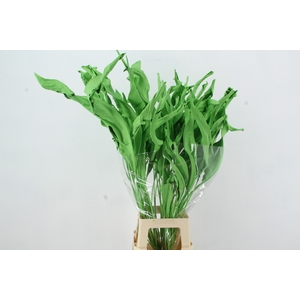DF Strelitzia Leaf Apple Green