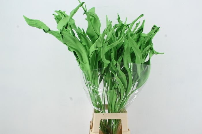 <h4>DF Strelitzia Leaf Apple Green</h4>