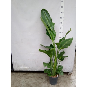 Strelitzia nicolai