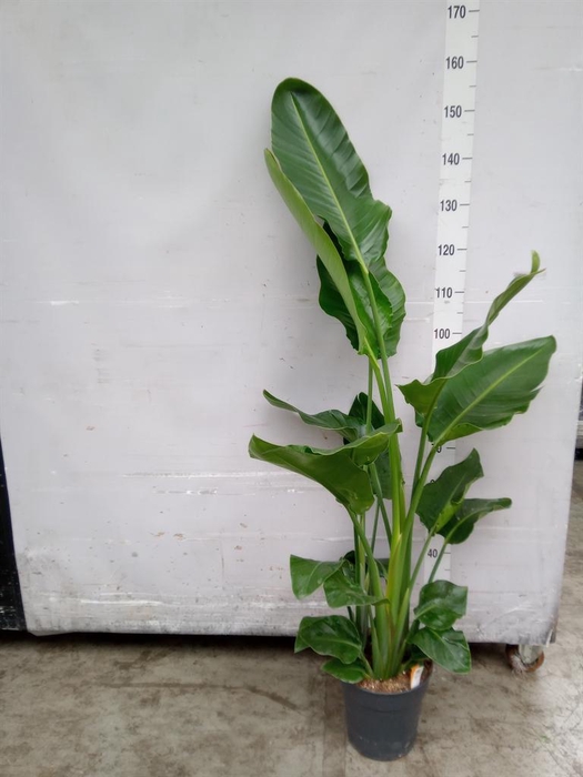 <h4>Strelitzia nicolai</h4>
