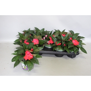 Impatiens N.G. ClockWork Red