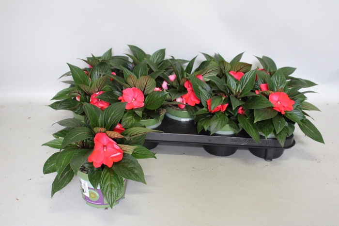 <h4>Impatiens N.G. ClockWork Red</h4>