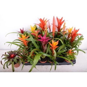 BROMELIA GEM 15 SRT