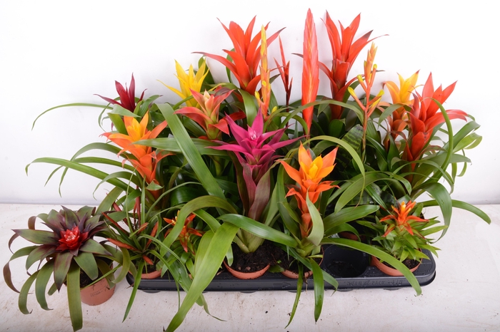 <h4>BROMELIA GEM 15 SRT</h4>