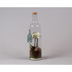 Green Bottle fles Jumbo met Phalaenopsis D17 H62