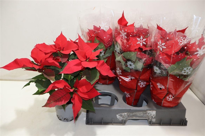 <h4>Euphor P Chr F Red</h4>