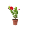 MANDEVILLA P14 VERMELHO