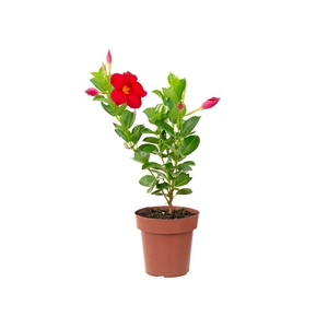 MANDEVILLA P14 VERMELHO