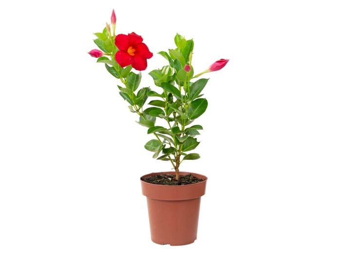 <h4>MANDEVILLA P14 VERMELHO</h4>