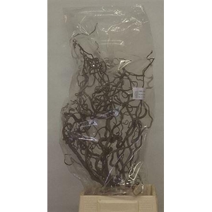Corylus Av Contorta 70cm X10