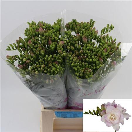 <h4>Fr Du Rosario 26gr</h4>