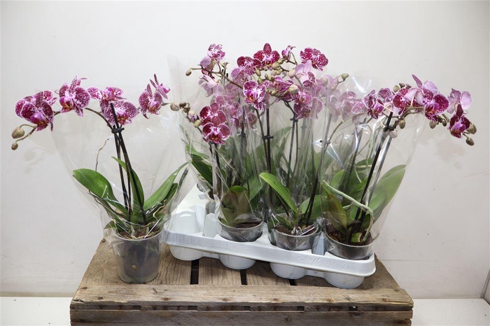 <h4>arr8 Phal Ov</h4>