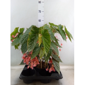 Begonia BD   ...