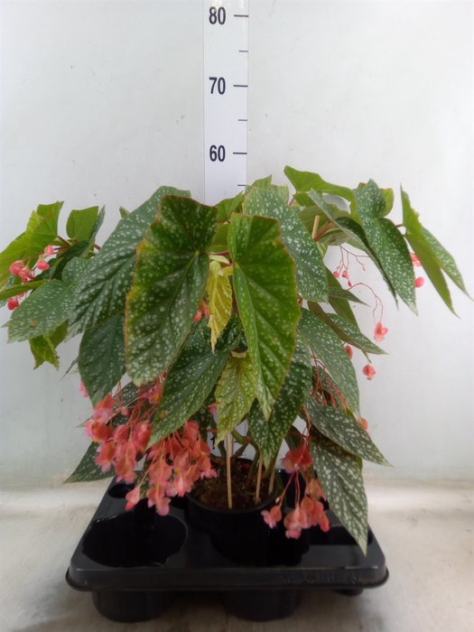 <h4>Begonia BD   ...</h4>