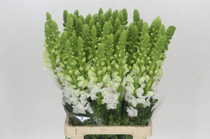 <h4>Antirrhinum Potomac Early White</h4>
