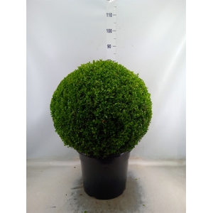 Buxus semp.   ...