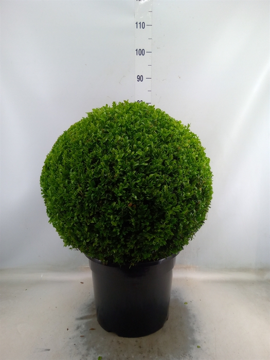 <h4>Buxus semp.   ...</h4>