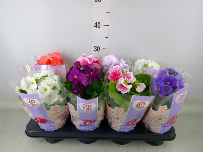 <h4>Primula obcon. 'Touch Me'   ...mix</h4>